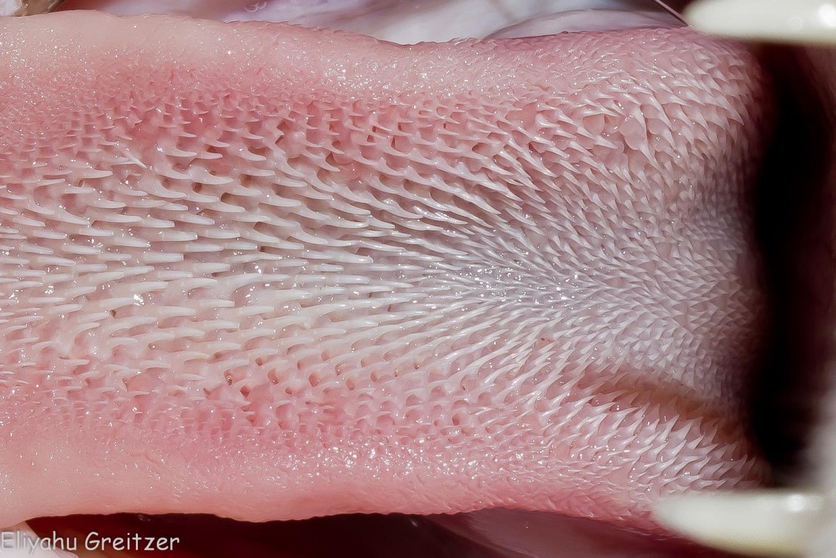 Розовый нос