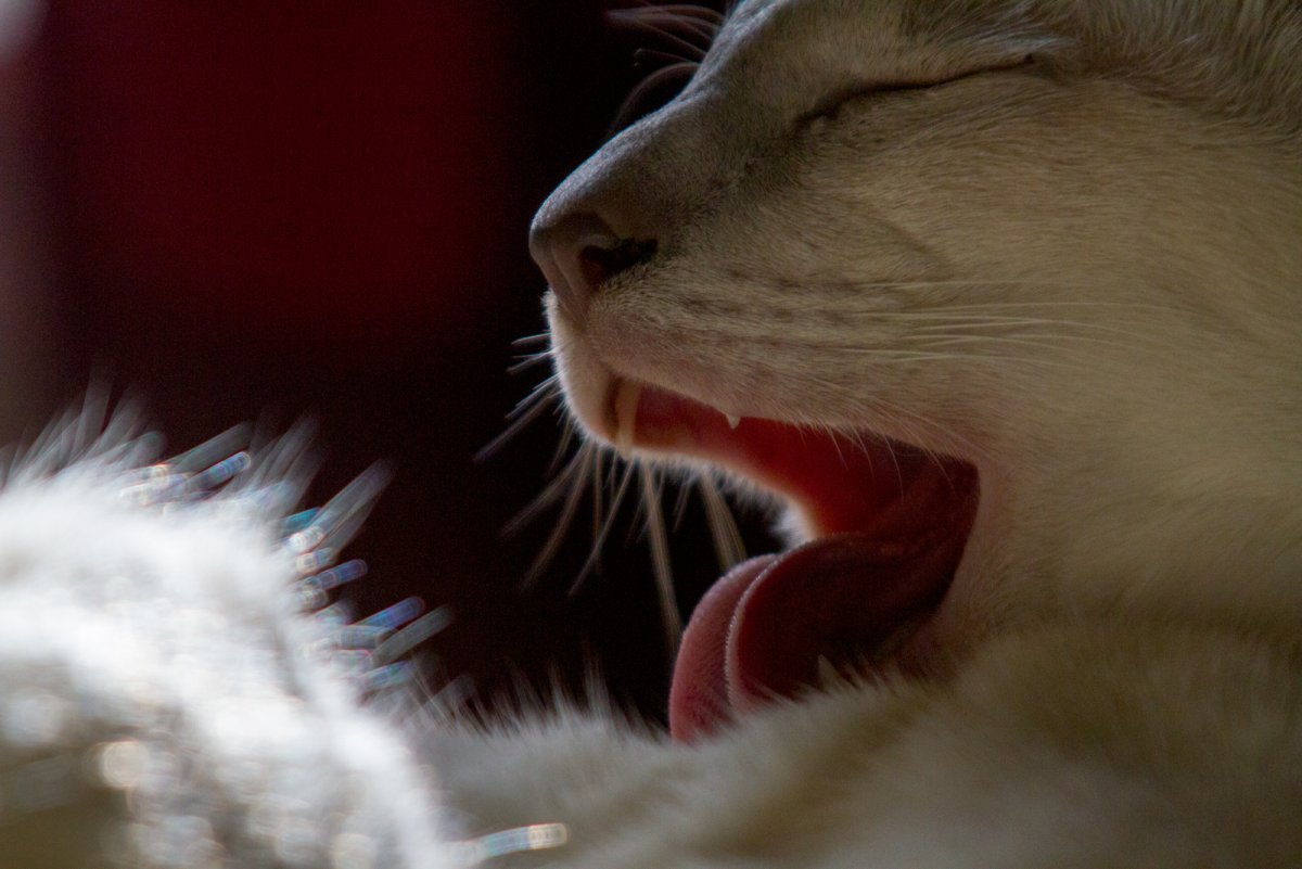 Человеческий язык под микроскопом