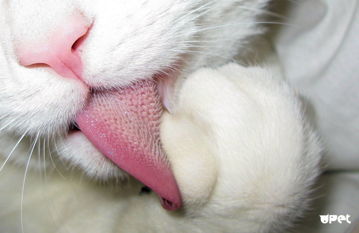 Текстурированный язык