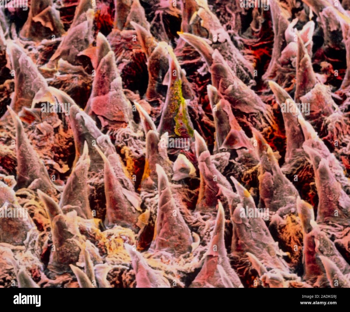 Кошкин язык под микроскопом