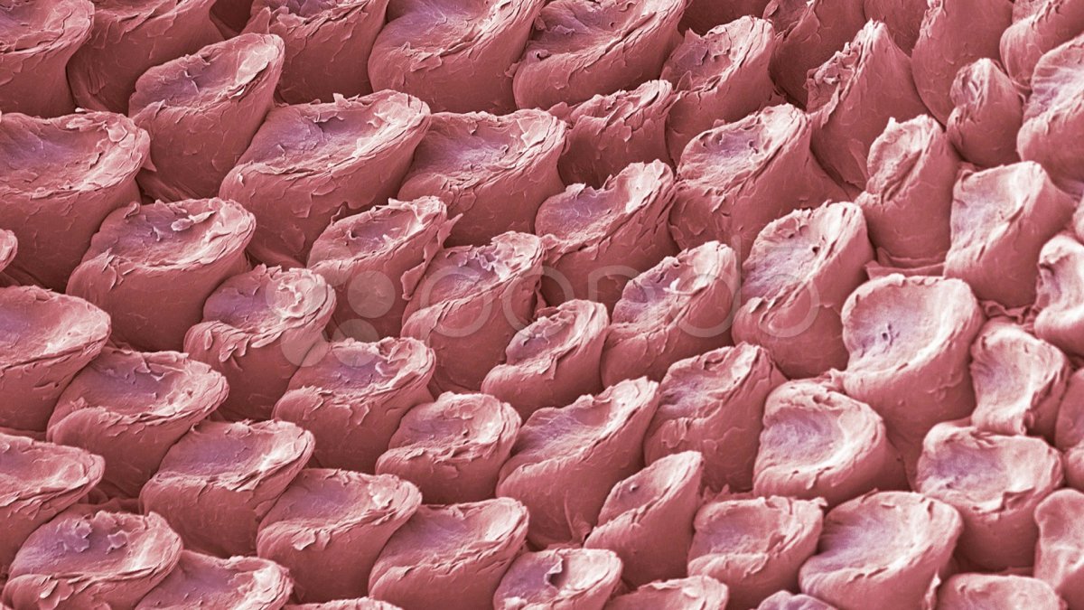 Кошачий язык под микроскопом