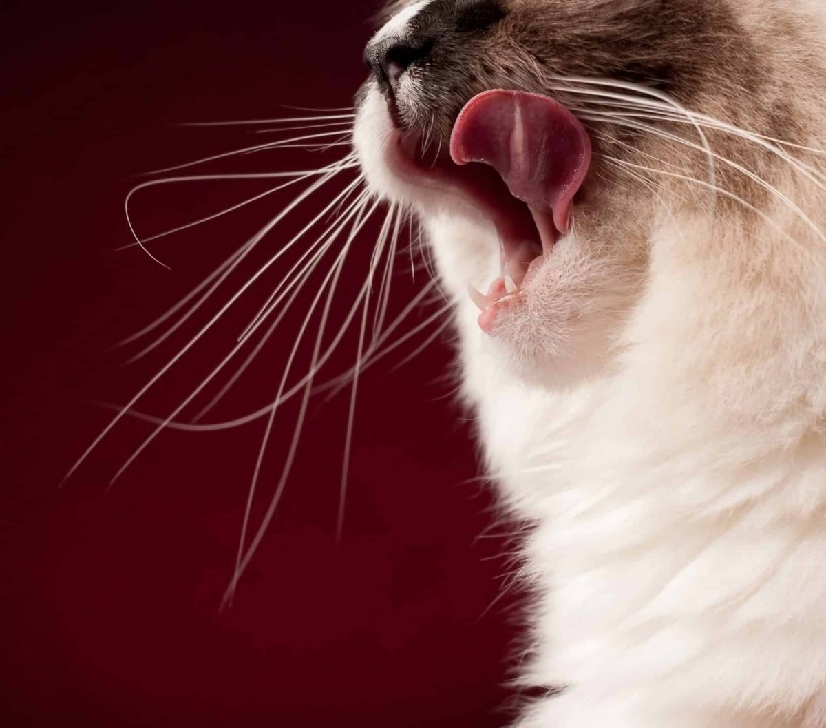 Кошачий нос под микроскопом