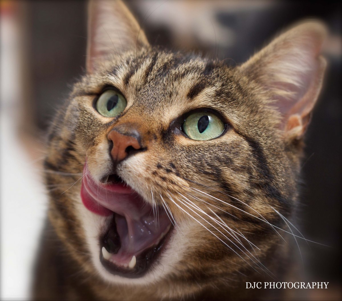 Язык кошки Макросъемка