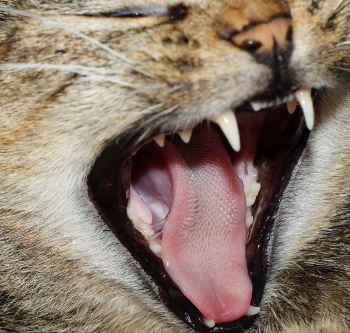 Язык кошки под микроскопом