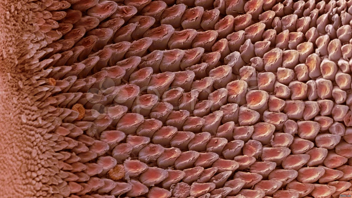 Язык кошки во тьме