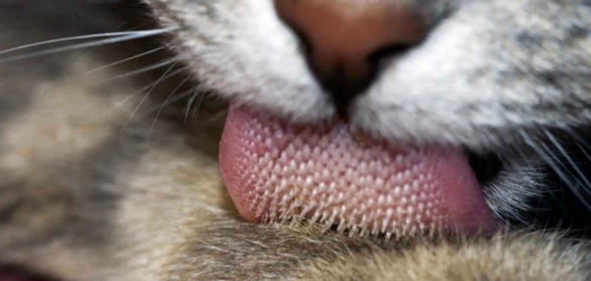 Лижет лапу Сибирский кот