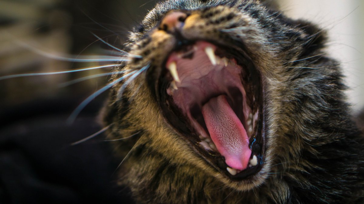 Кот скалит зубы