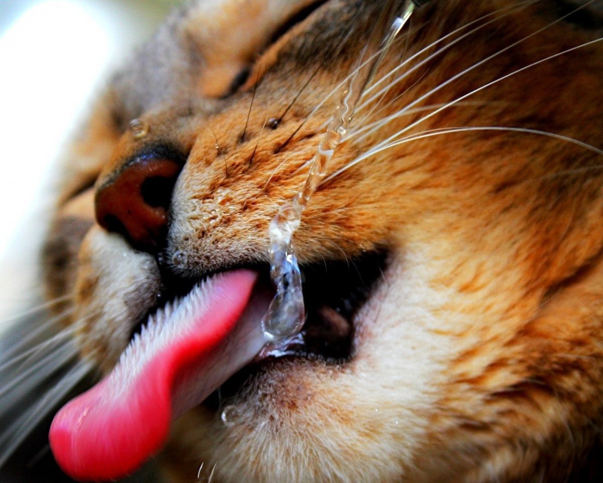 Кошачий язычок и носик