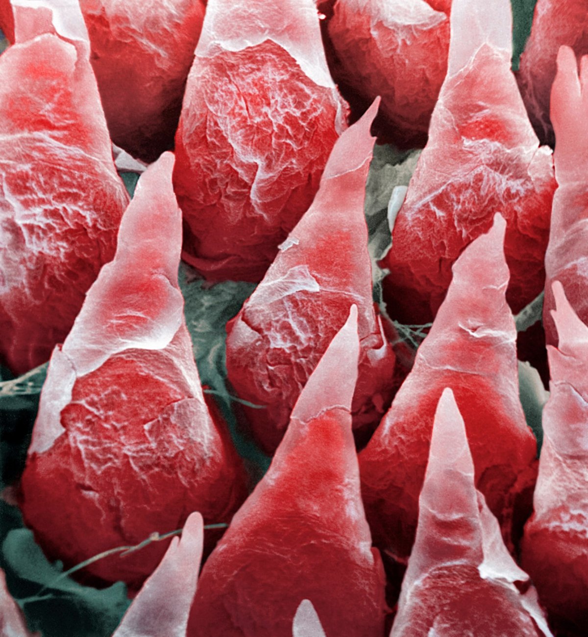 Кот облизывается