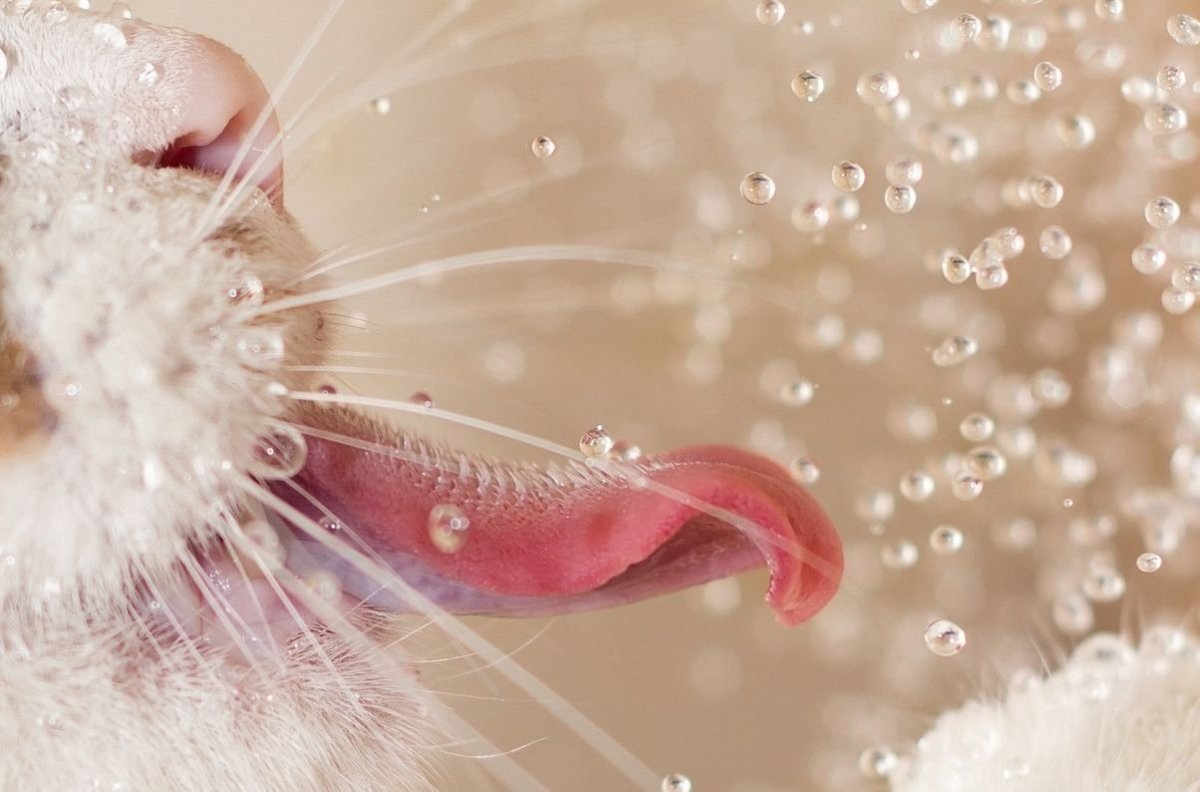 Кот облизывается