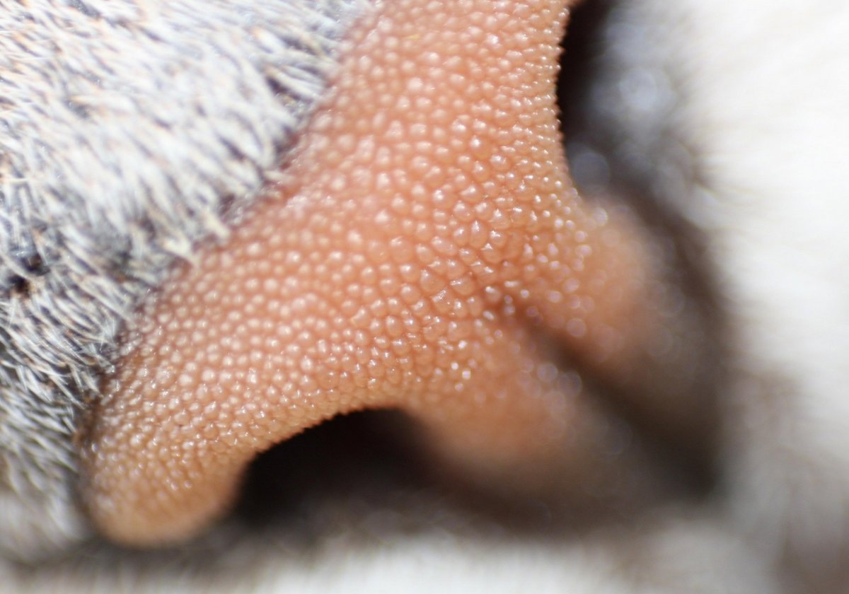 Кошачий язык под микроскопом