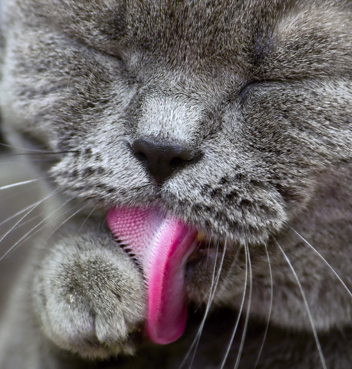 Кот облизывается