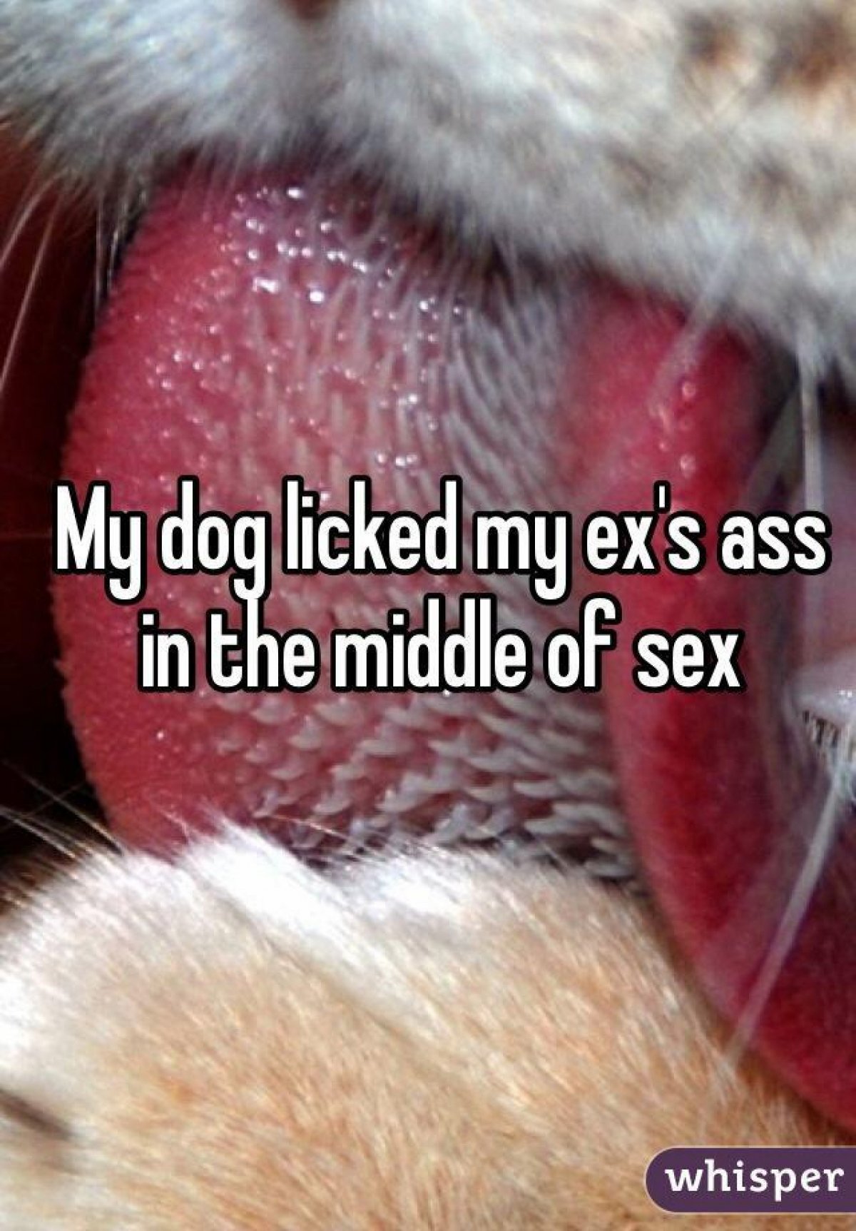 Язык кошки крупным планом