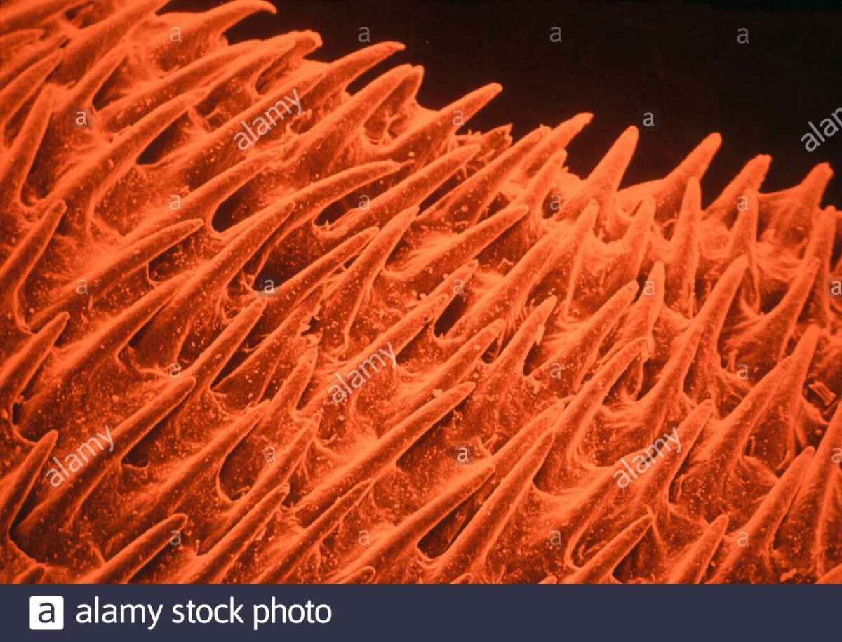 Поверхность языка под микроскопом