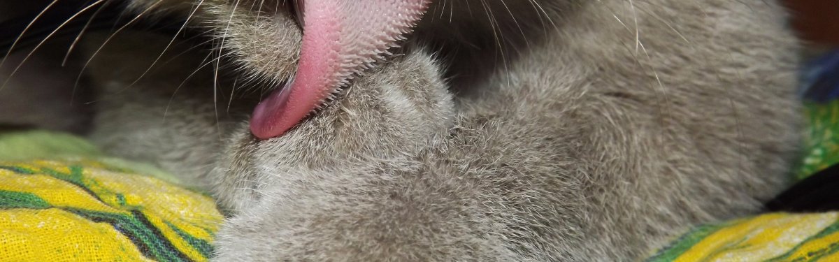 Как устроен язык кошки