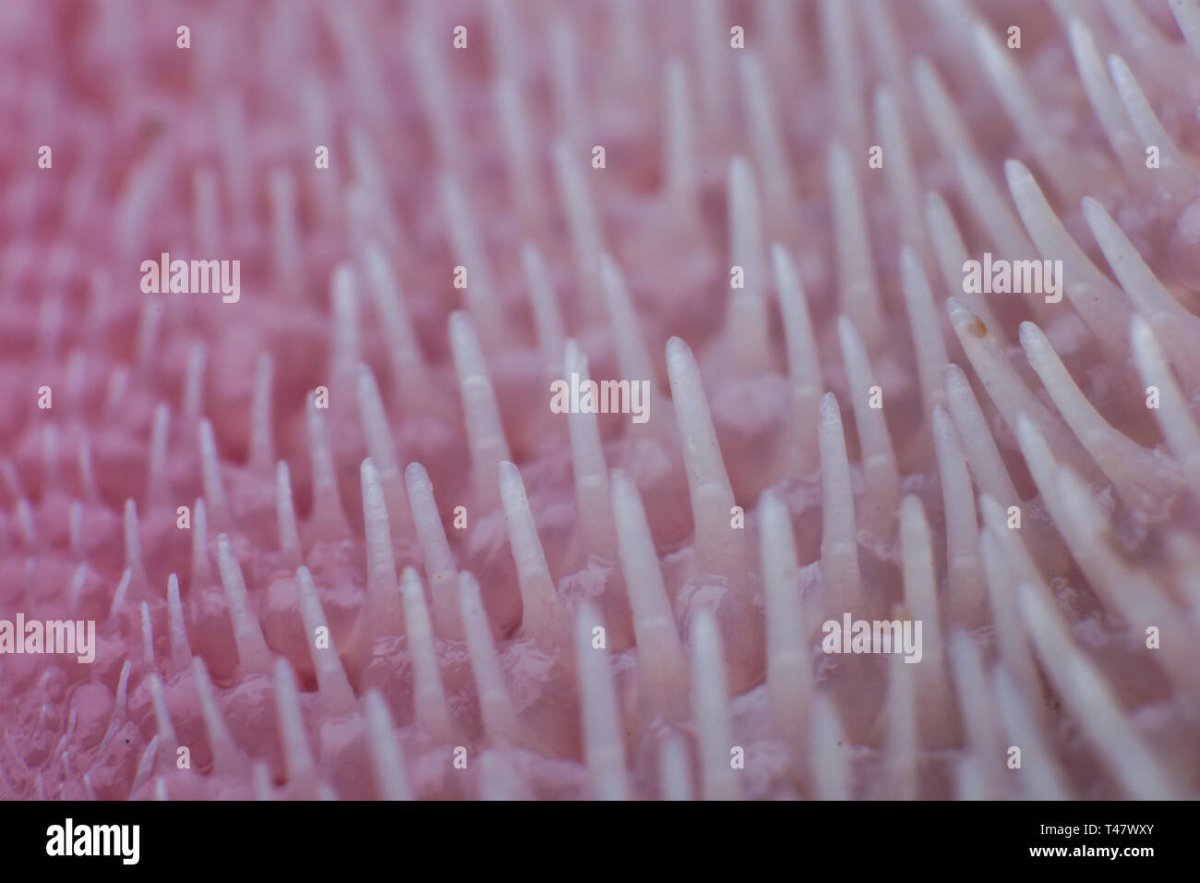 Котик прикусил язык