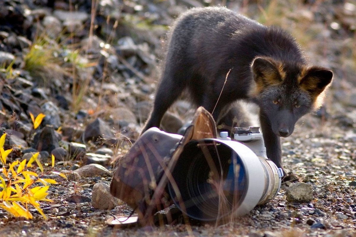 Охотник с чернобурой лисой