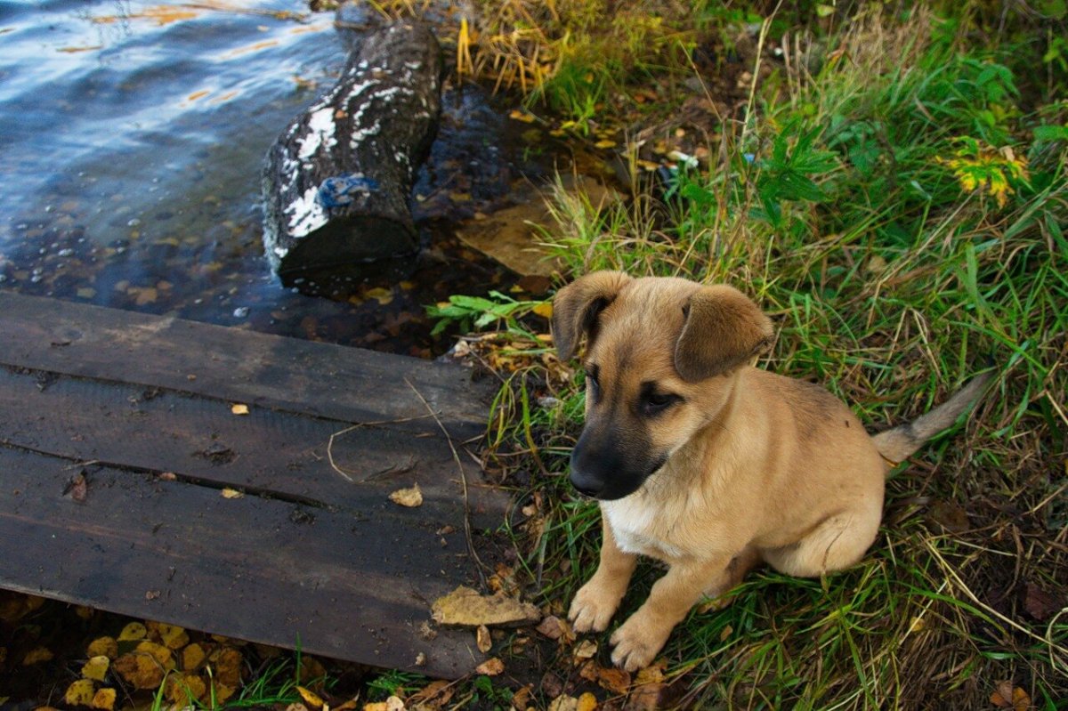 Эндемик острова Мадагаскар