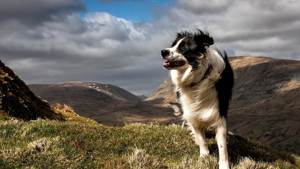 Турецкий кангал пасет овец
