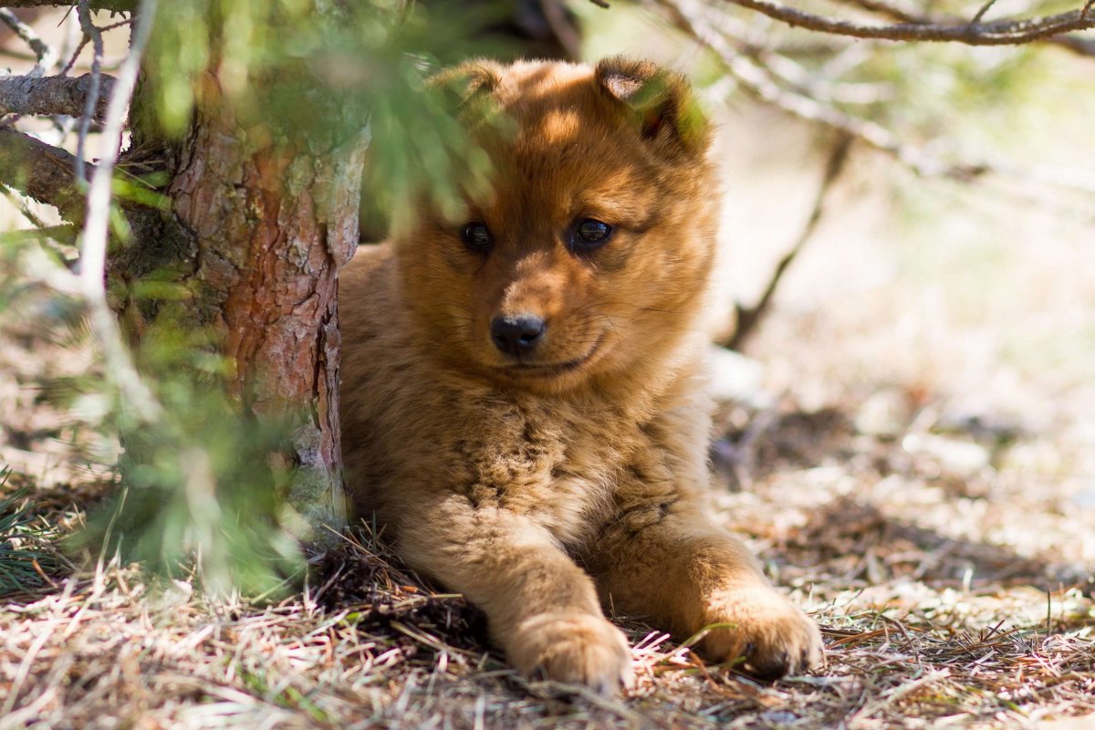 Анатолийская овчарка кангал