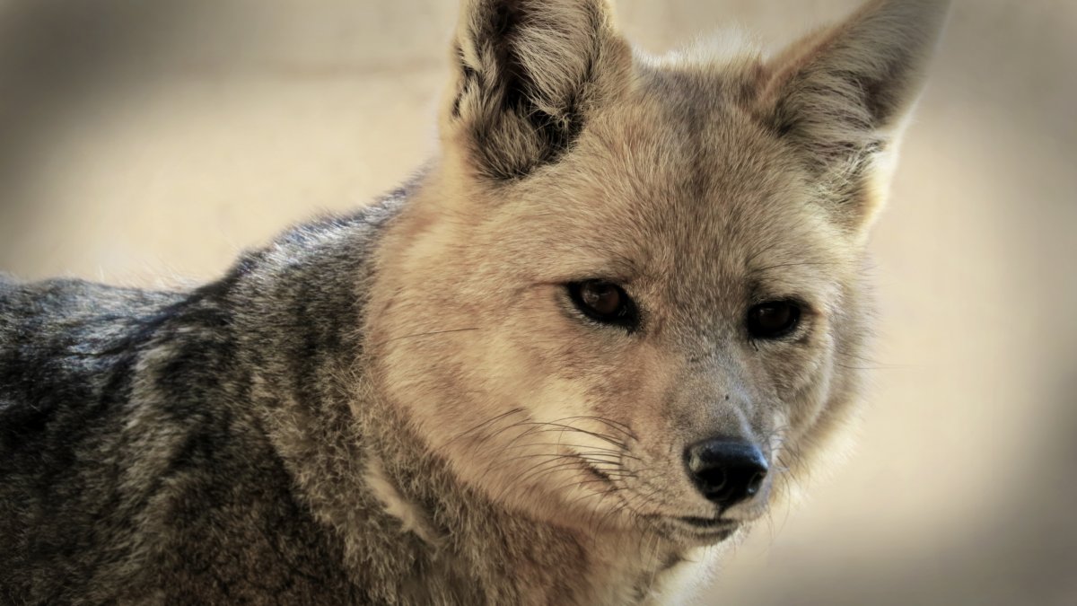 Медьед Мангуст