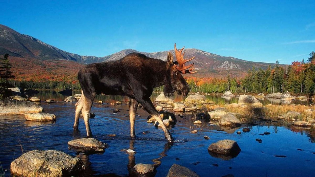 Мадагаскарский хищник Фосса