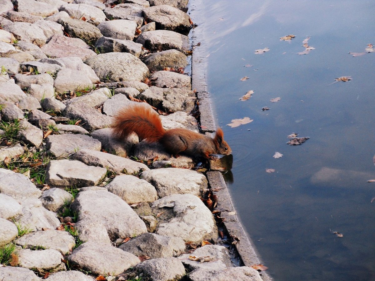 Степная и Горная лиса Крым