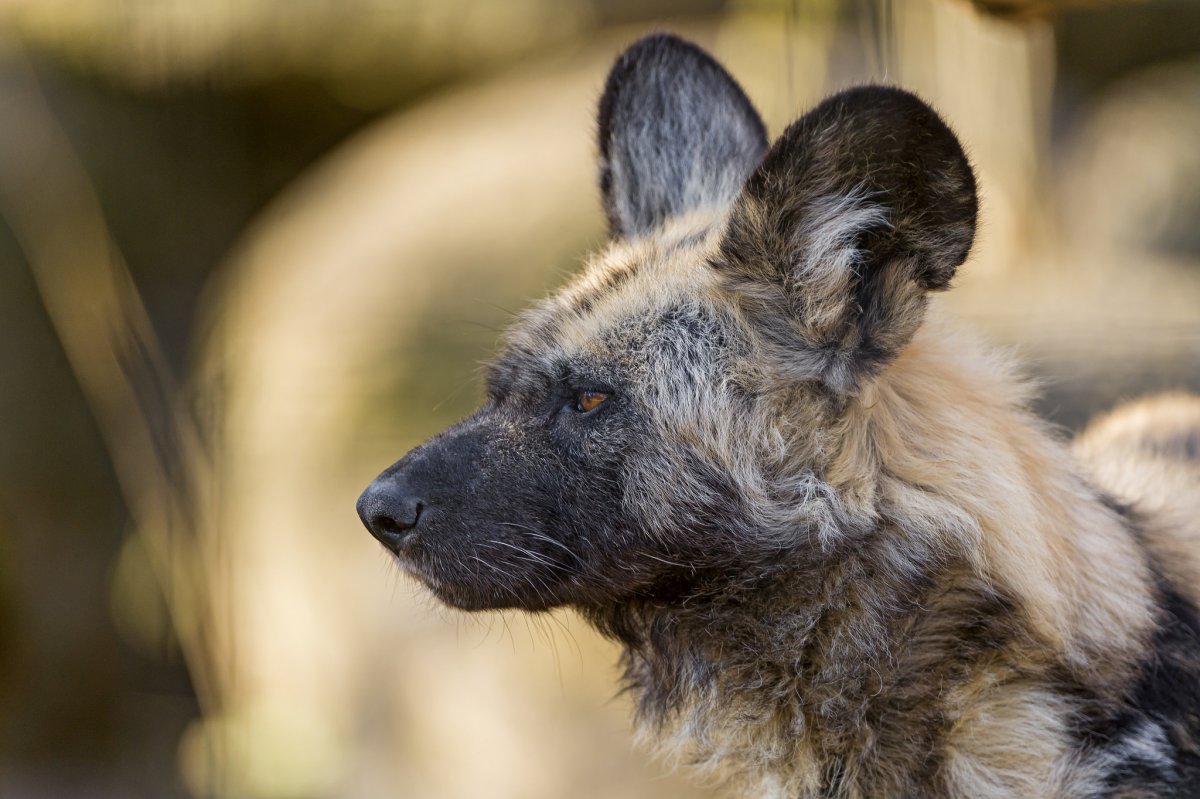 Красота Австралии животные