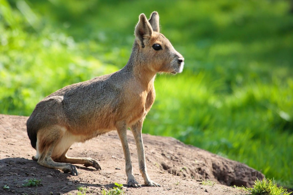 Фото животных Сергей Плюшко