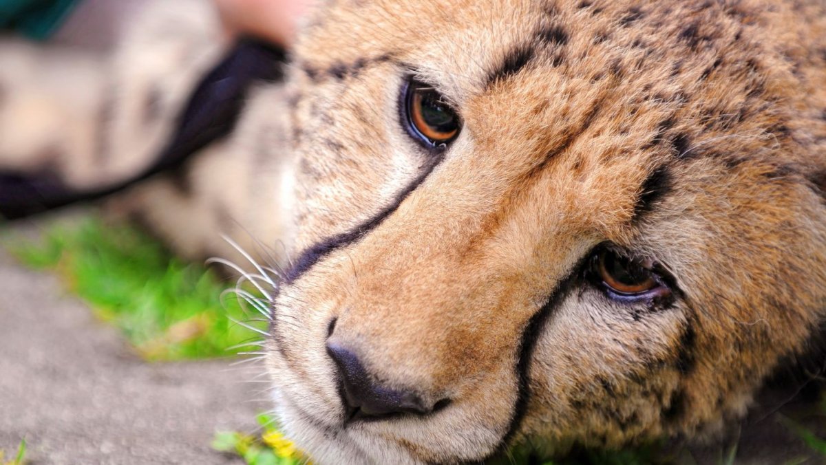 Фото засухи в дикой природе у Лис