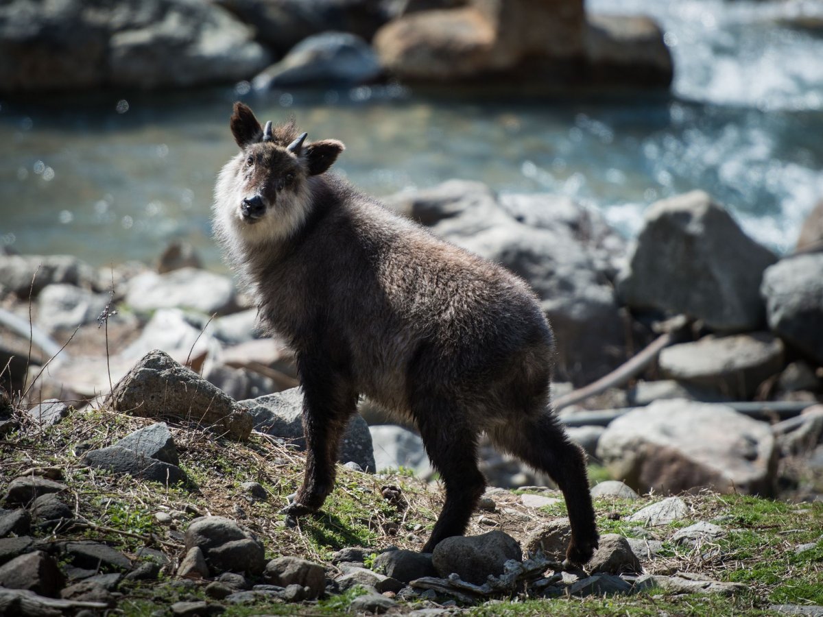 Шотландская Высокогорная корова