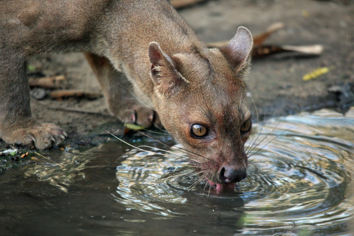 Редкие животные в зоопарке