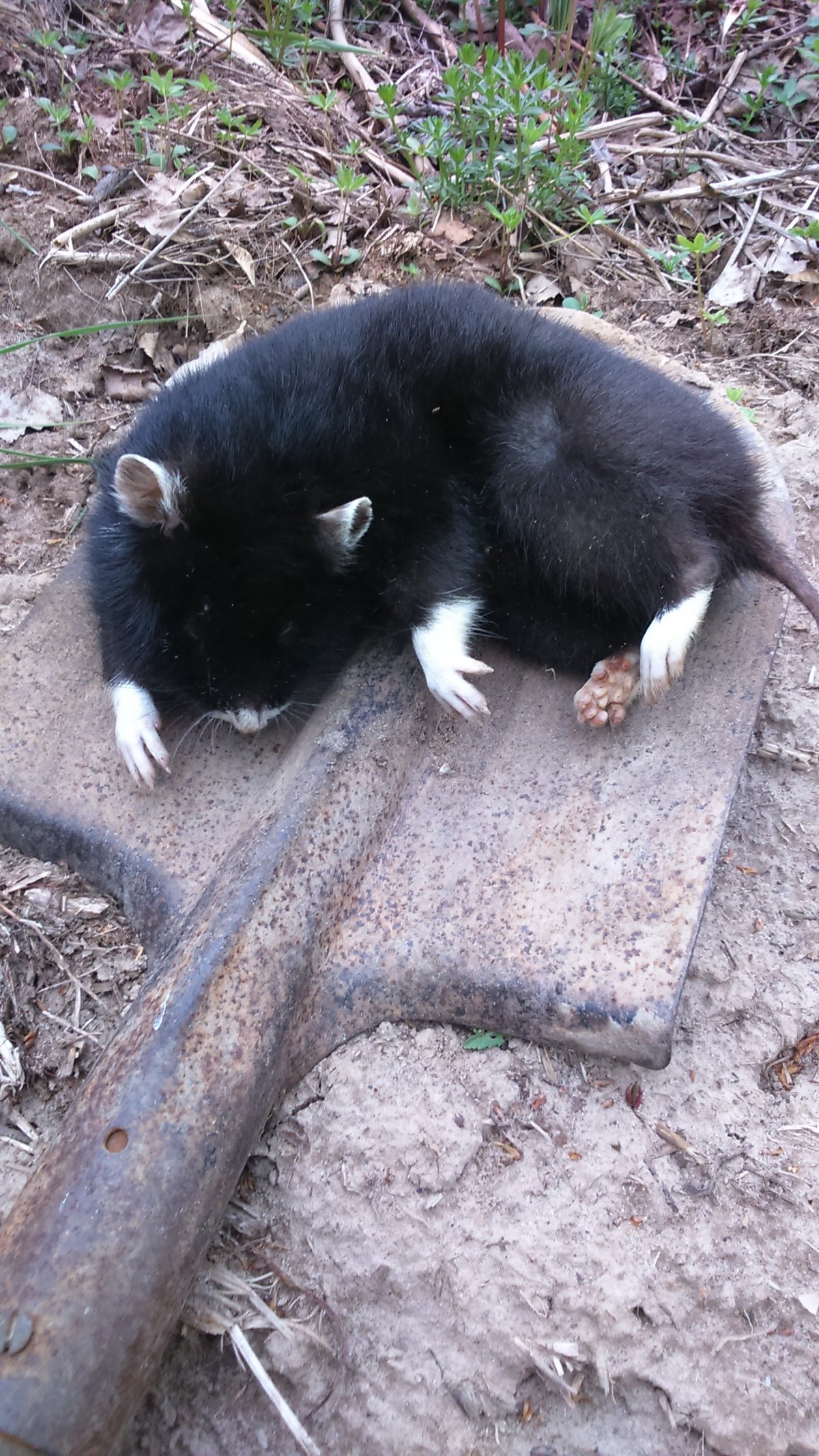 Каменная куница белодушка