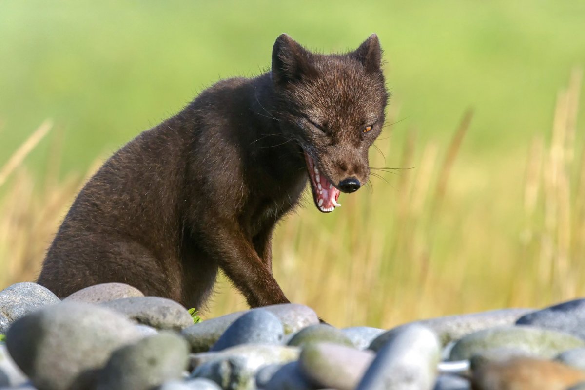 Грызуны в лесу