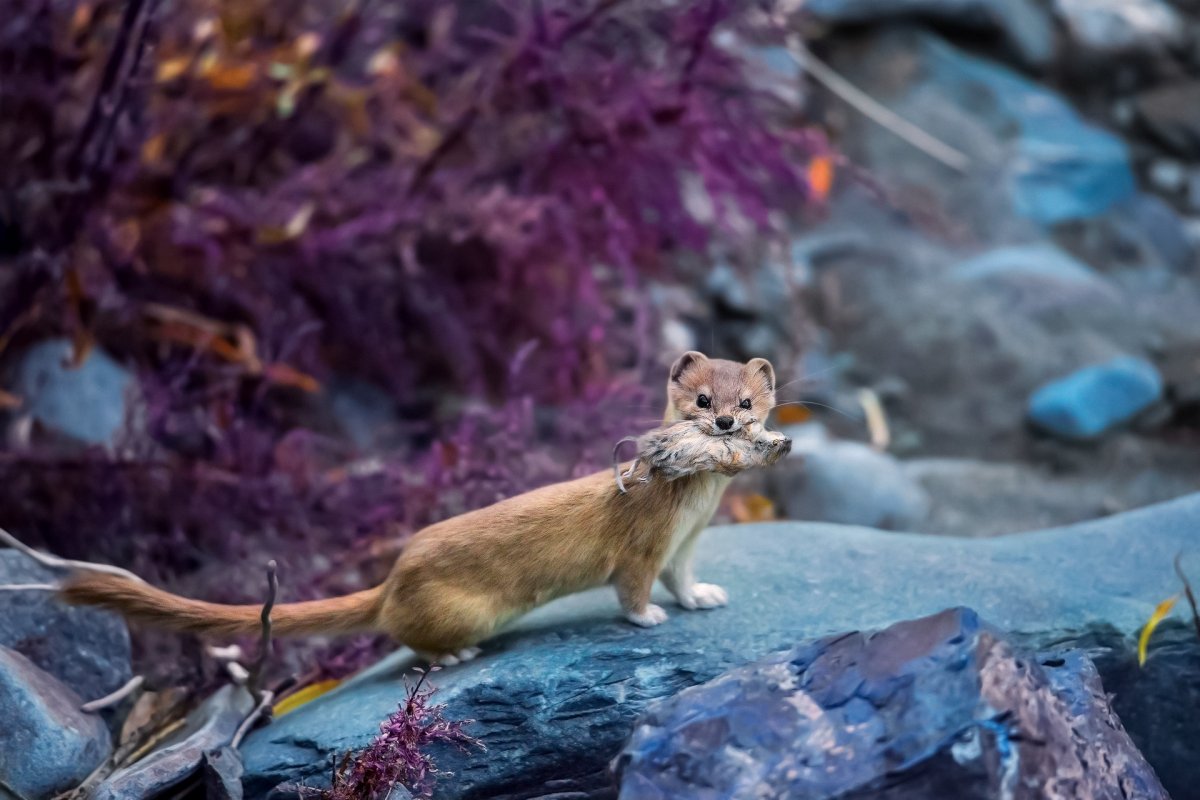 Турецкая овчарка кангал