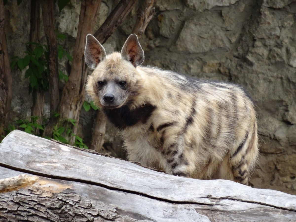 Солонгой Забайкальский