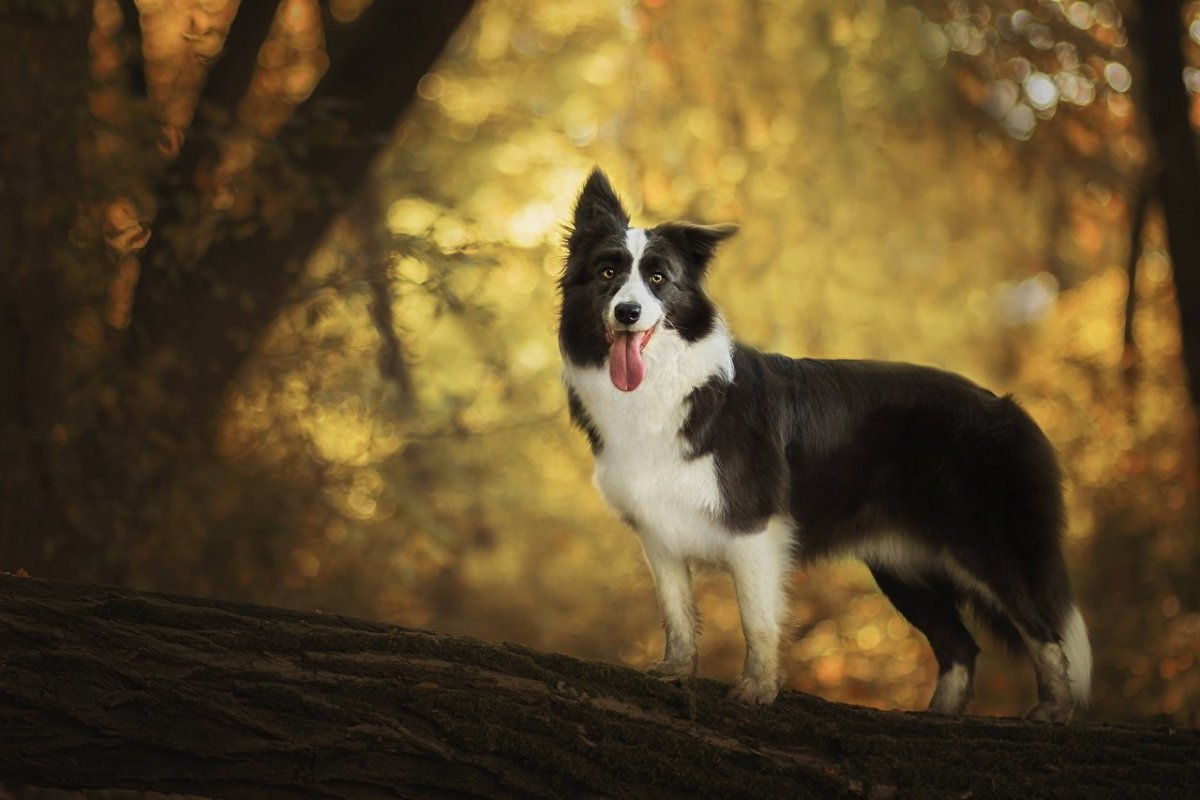 Гладкошерстный бордер колли