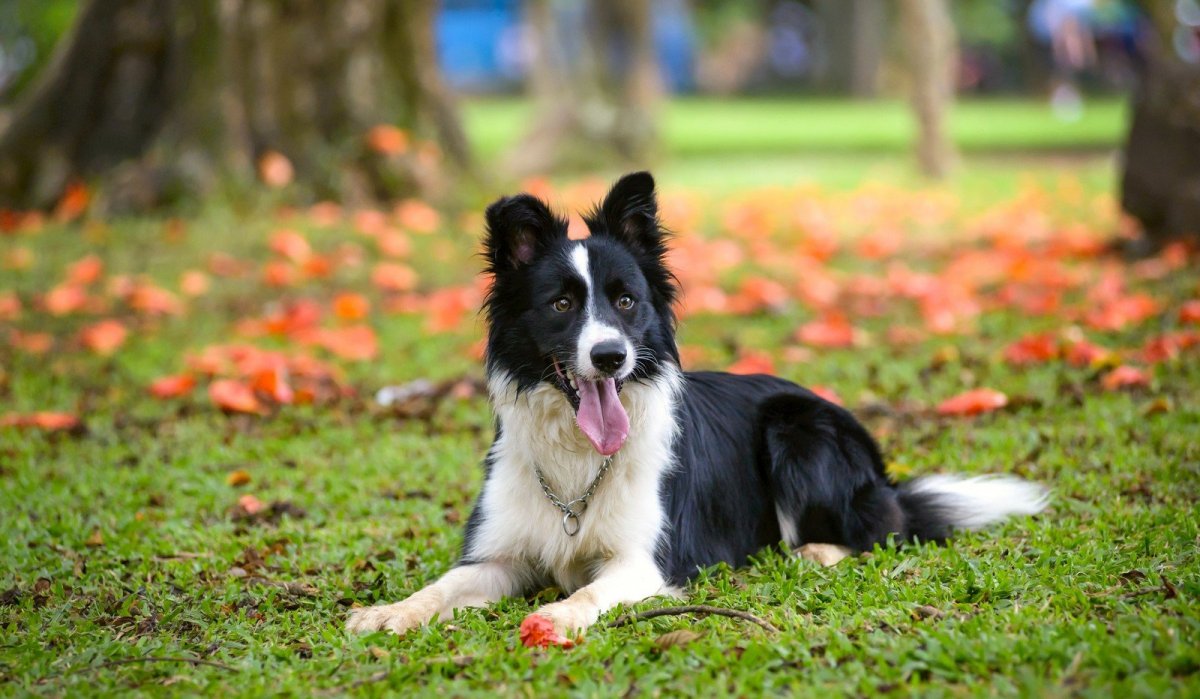 Гладкошерстный бордер колли