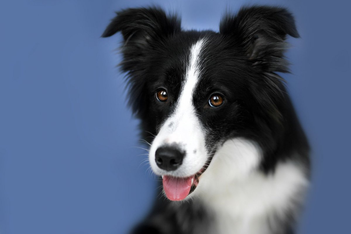 Бордер колли короткошерстный
