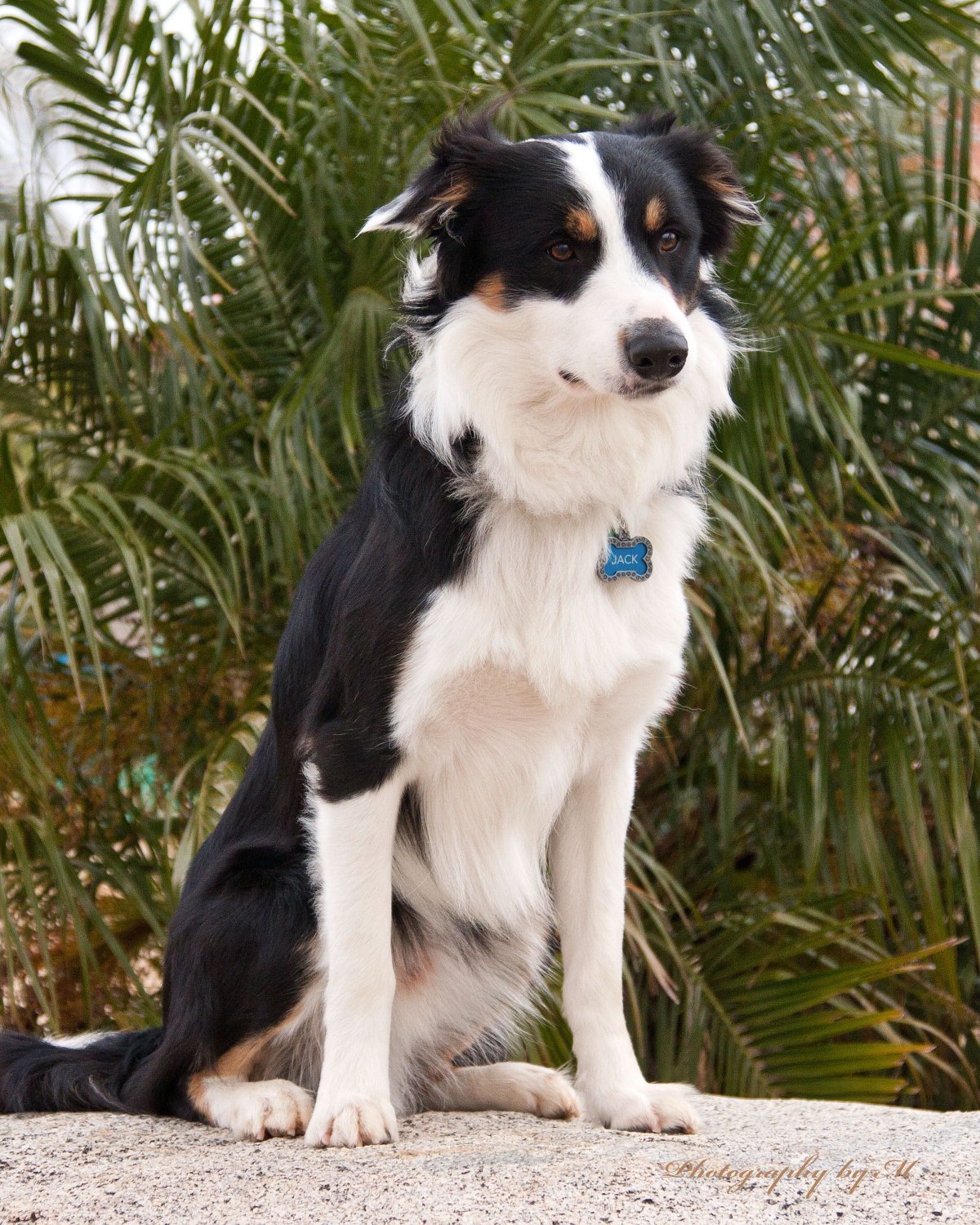 Бордер колли вислоухий