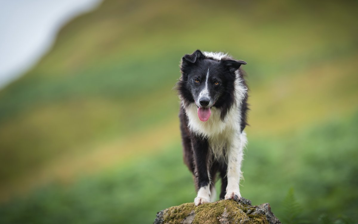 Гладкошерстный бордер колли