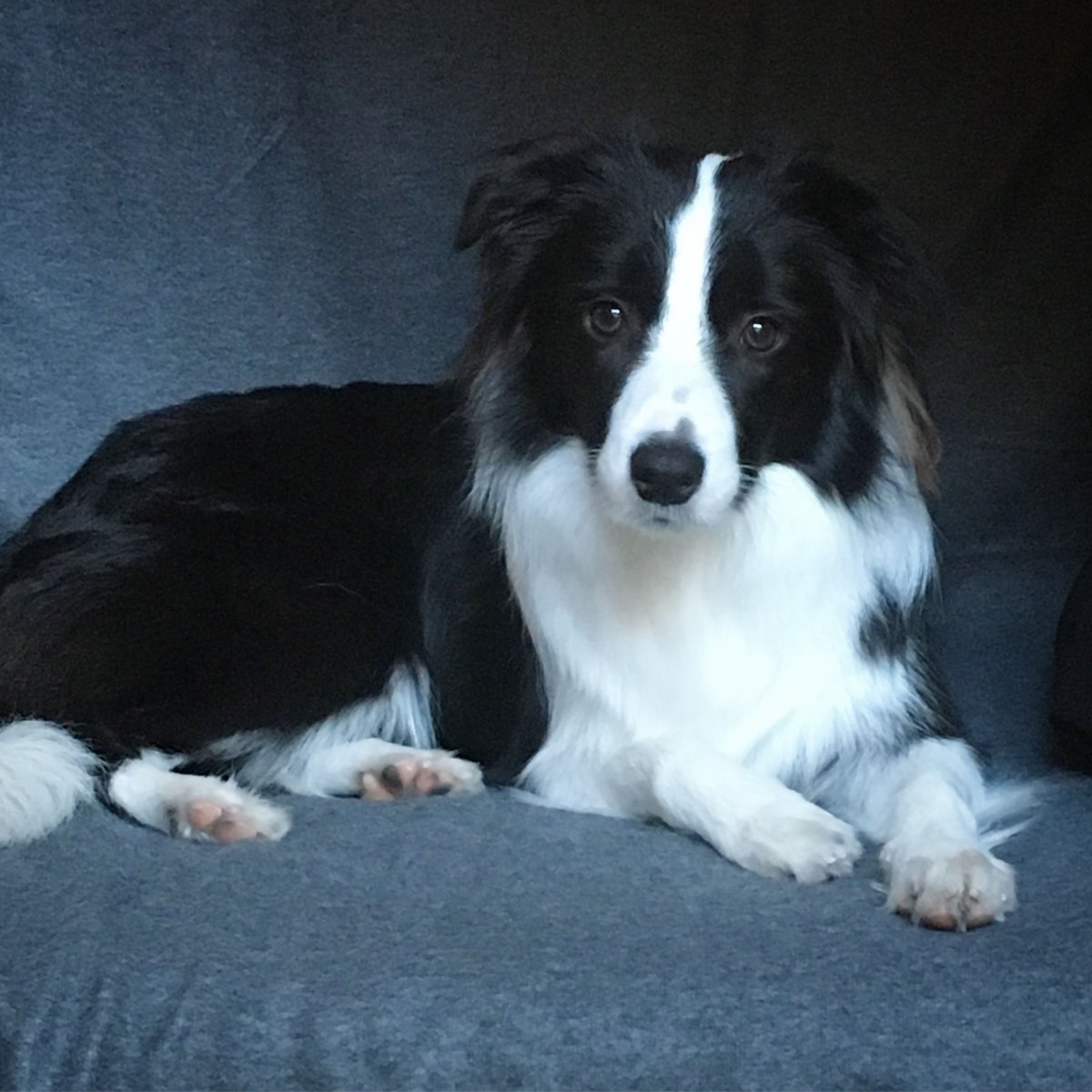 Бордер колли терьер