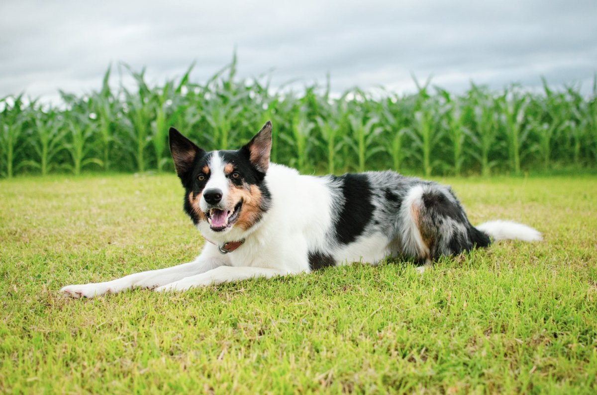 Бордер колли короткошерстный