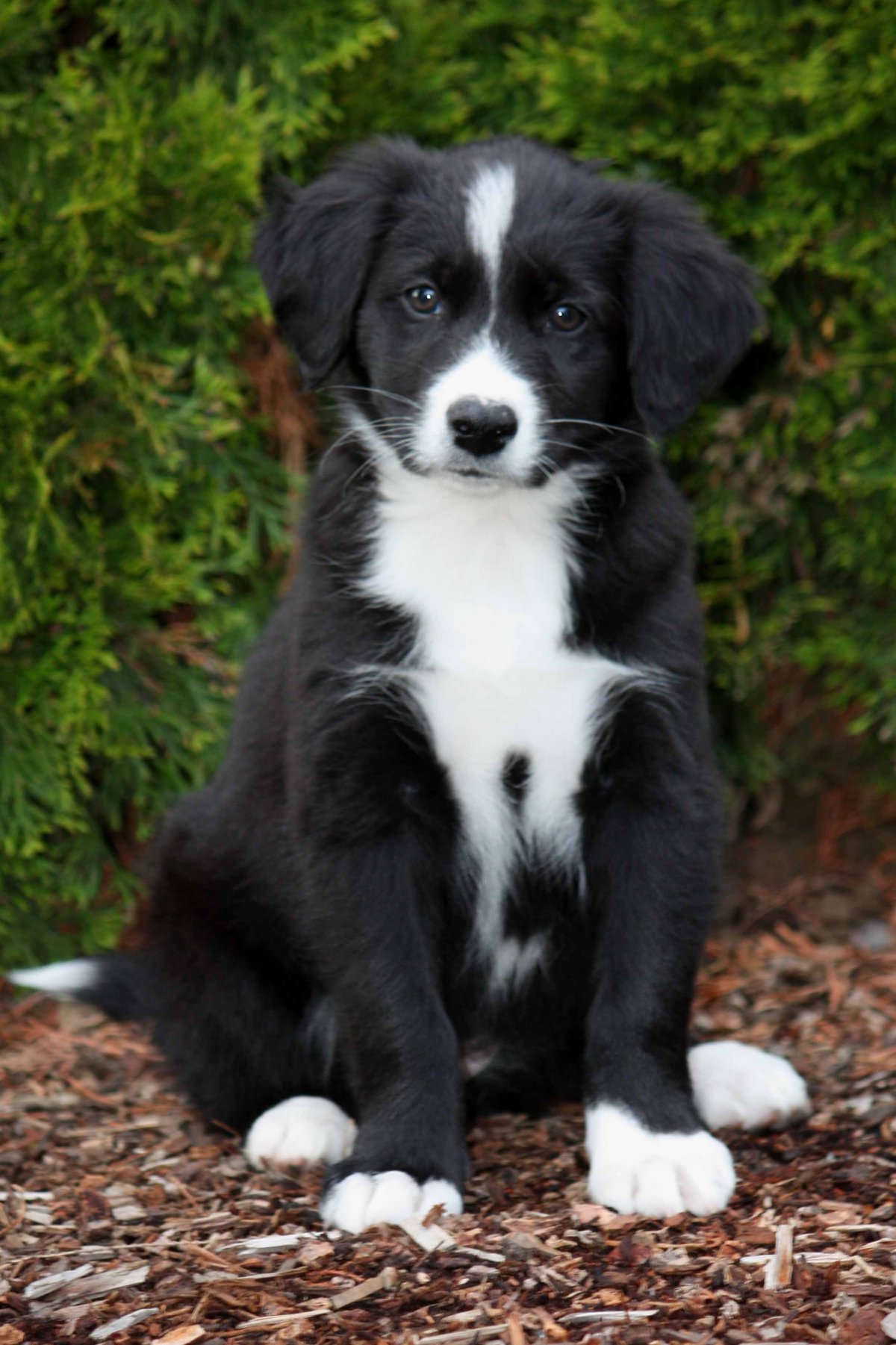 Бордер колли короткошерстный