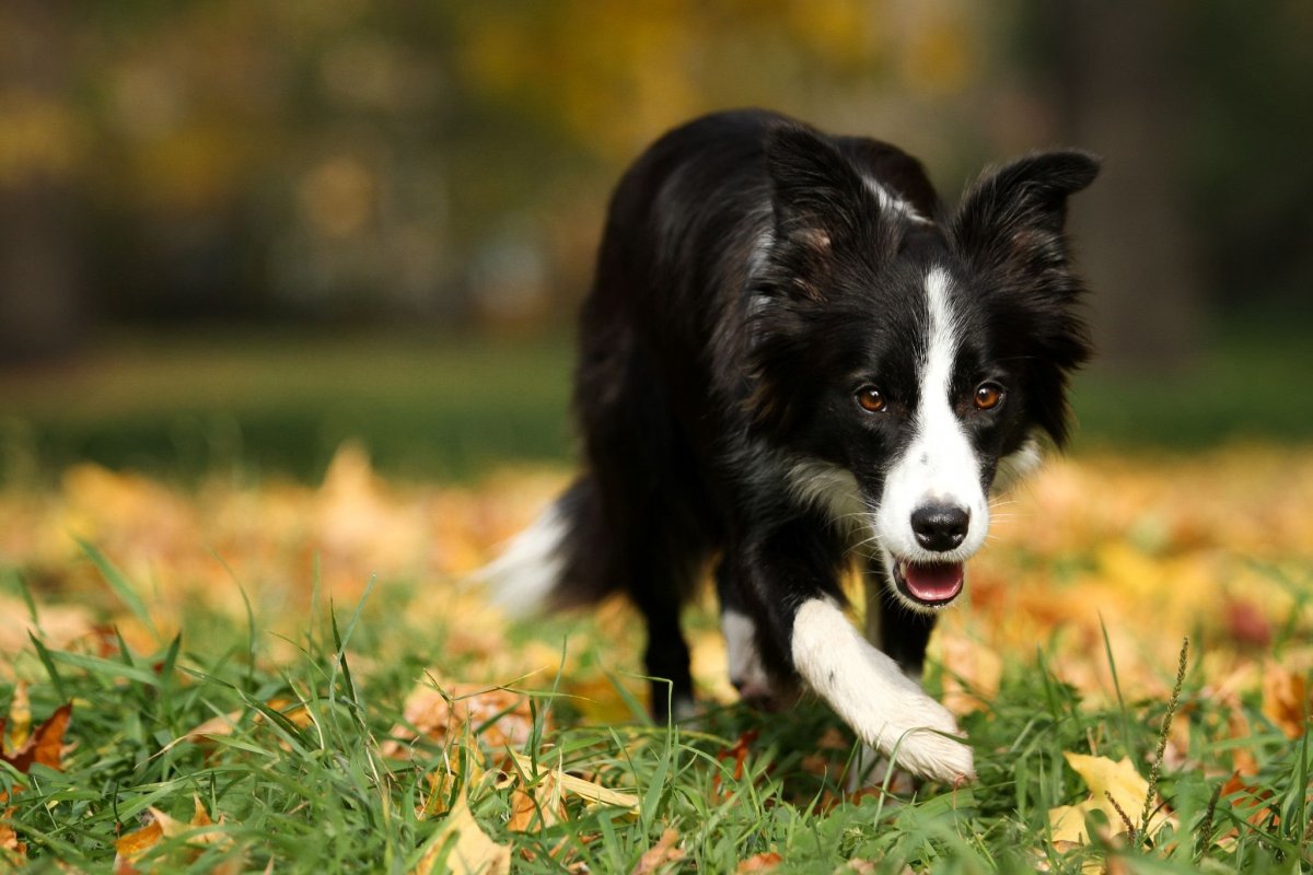 Гладкошерстный бордер колли мраморный