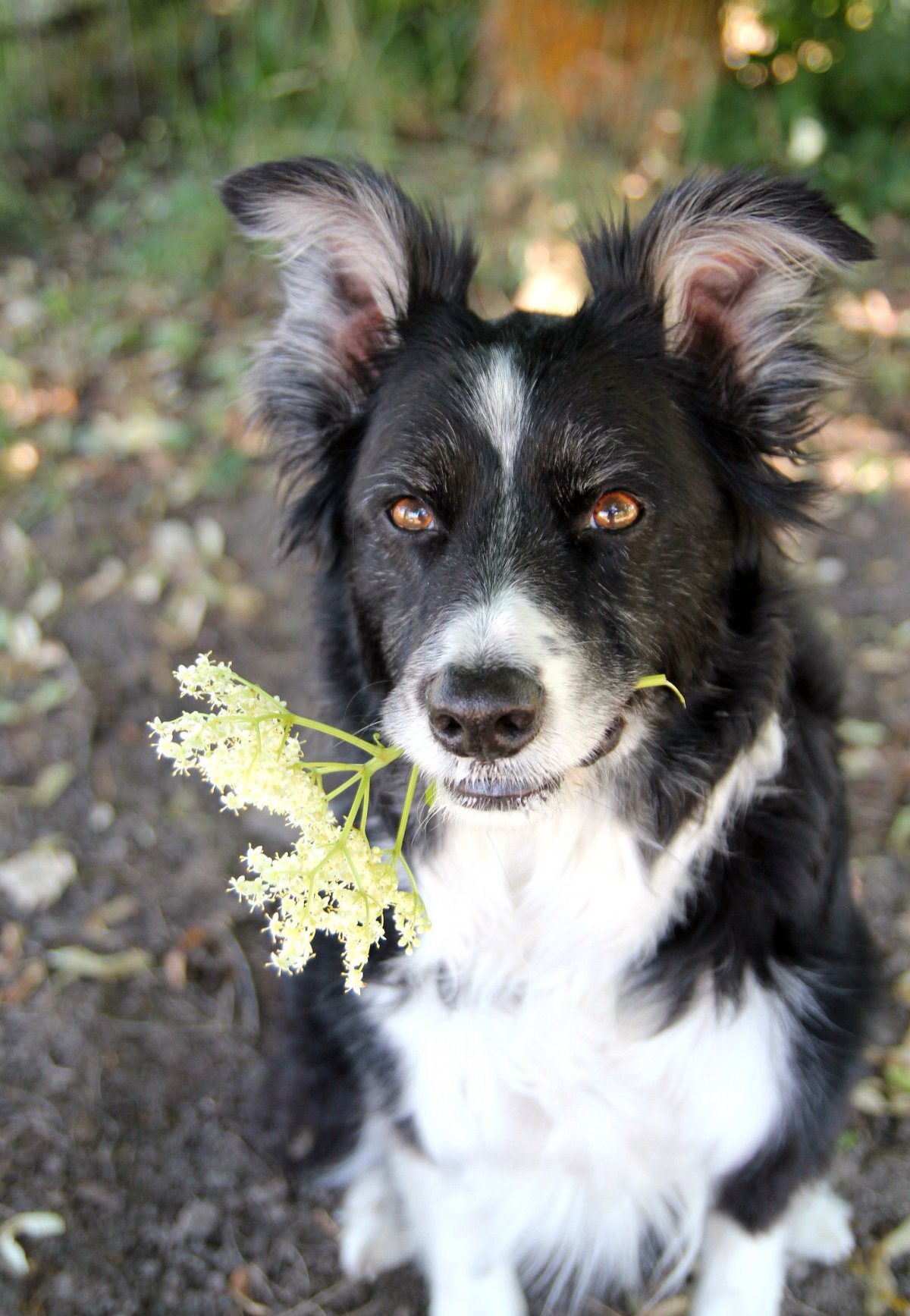 Бордер колли щенки