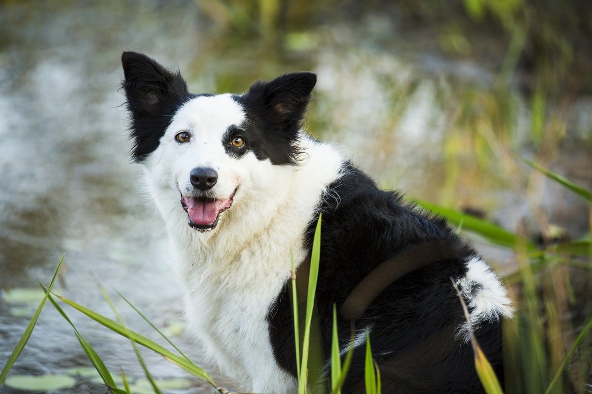 Бордер колли короткошерстный