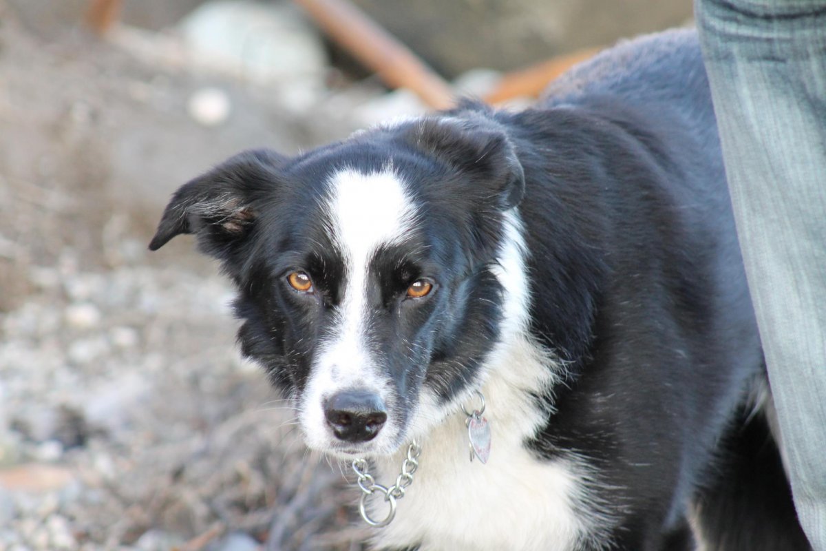 Гладкошерстный бордер колли