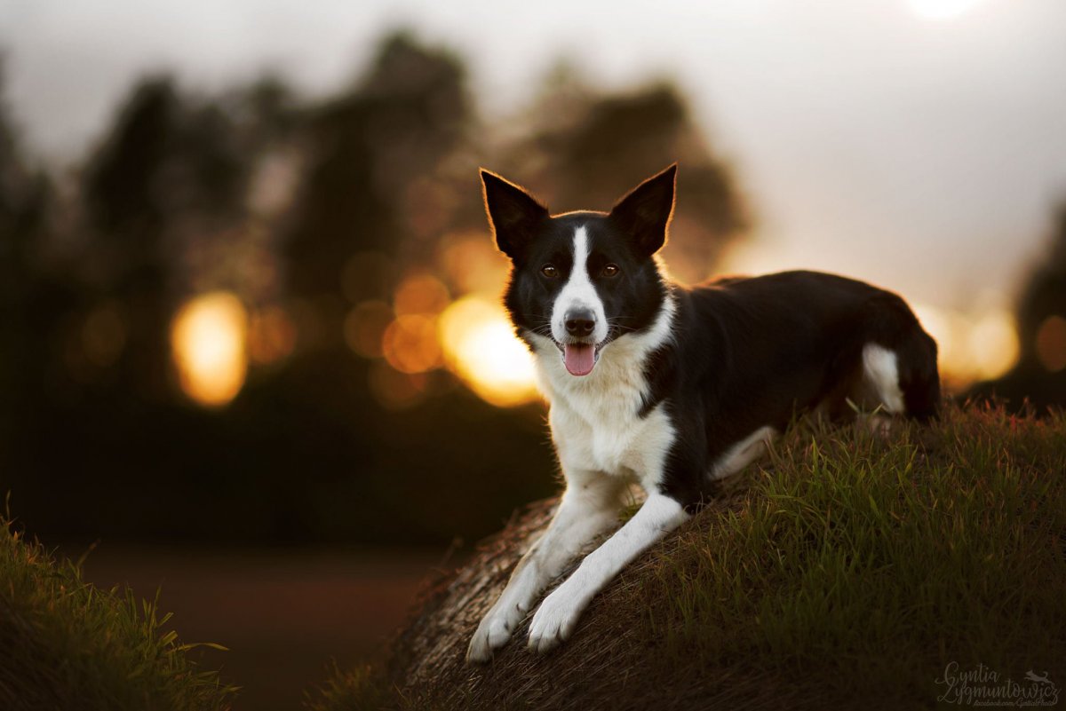 Бордер колли короткошерстный