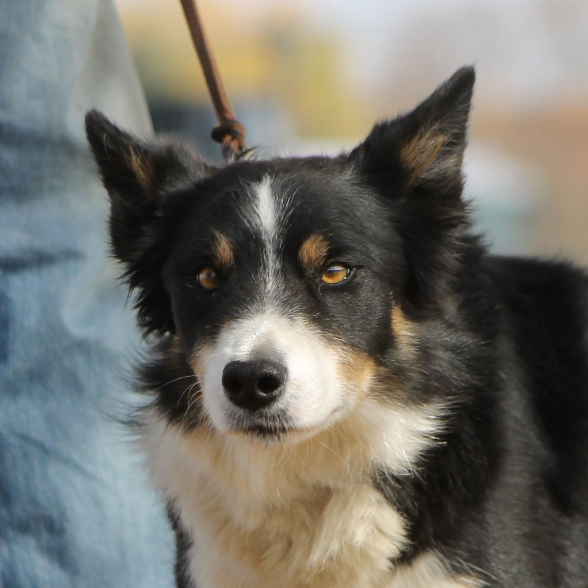 Бордер колли и черная овчарка